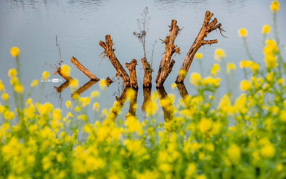 Hoa cải ở Ecopark