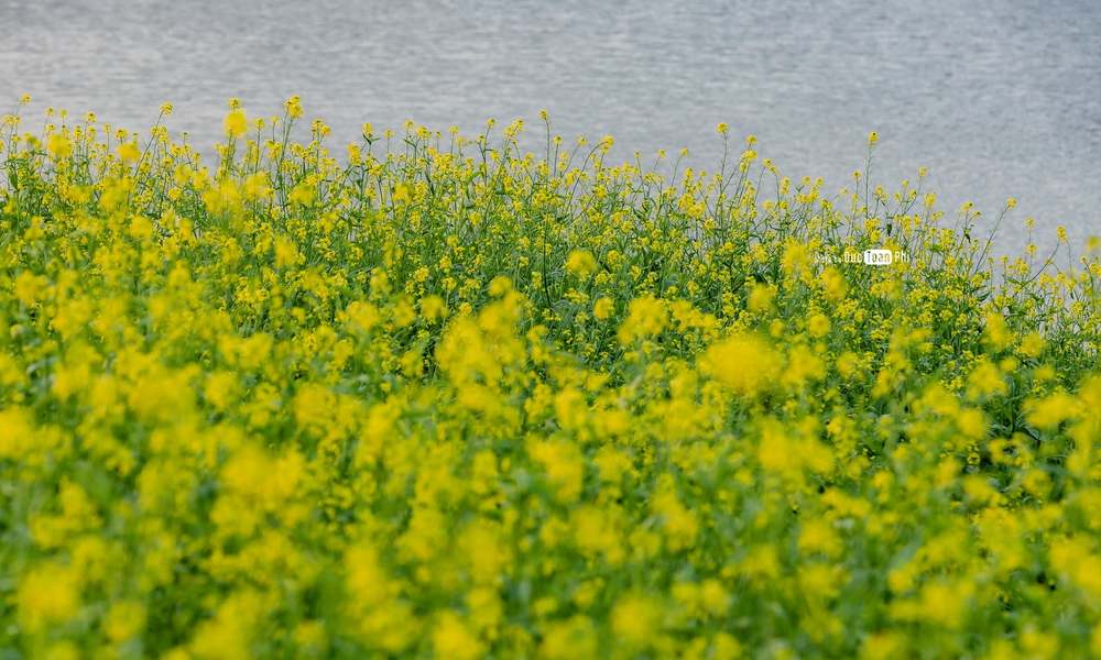 Hoa cải ở Ecopark