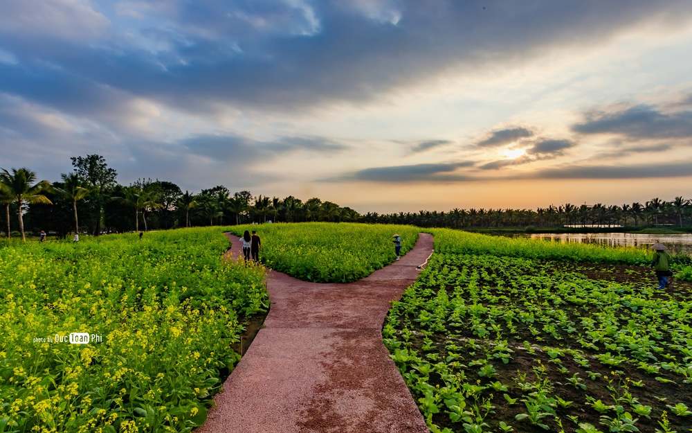 Hoa cải ở Ecopark