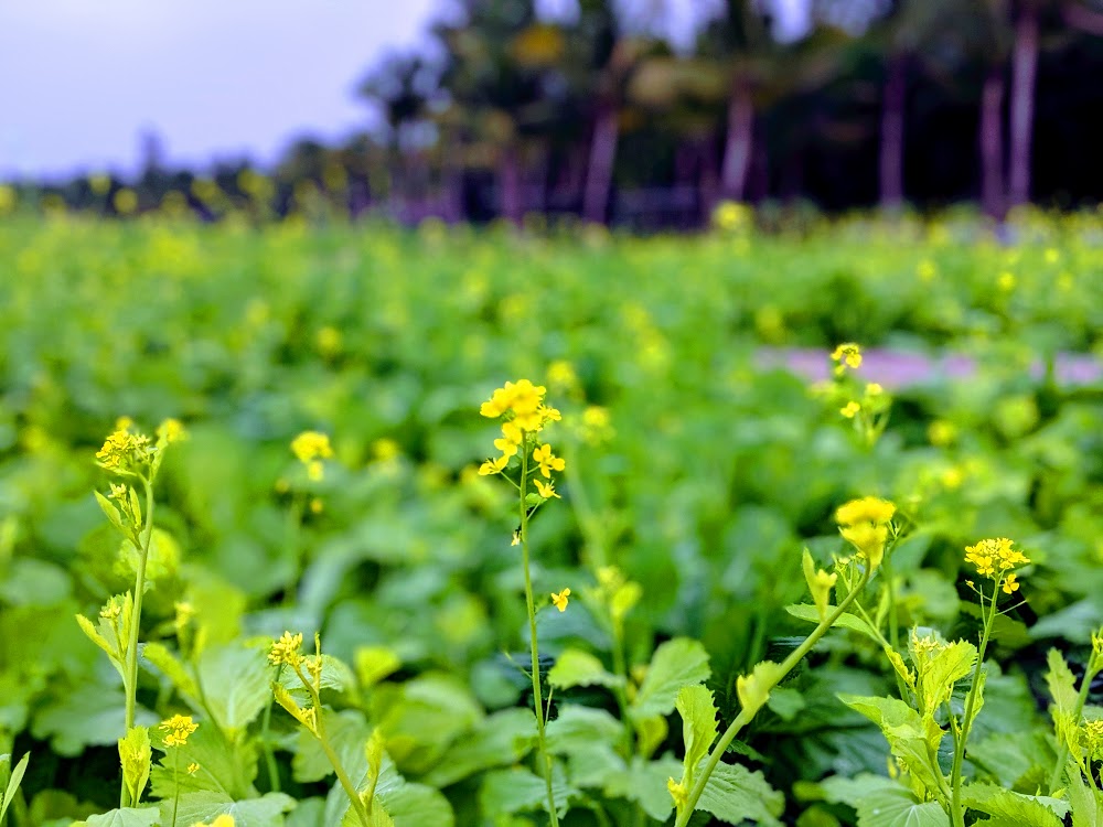 Hoa cải ở Ecopark