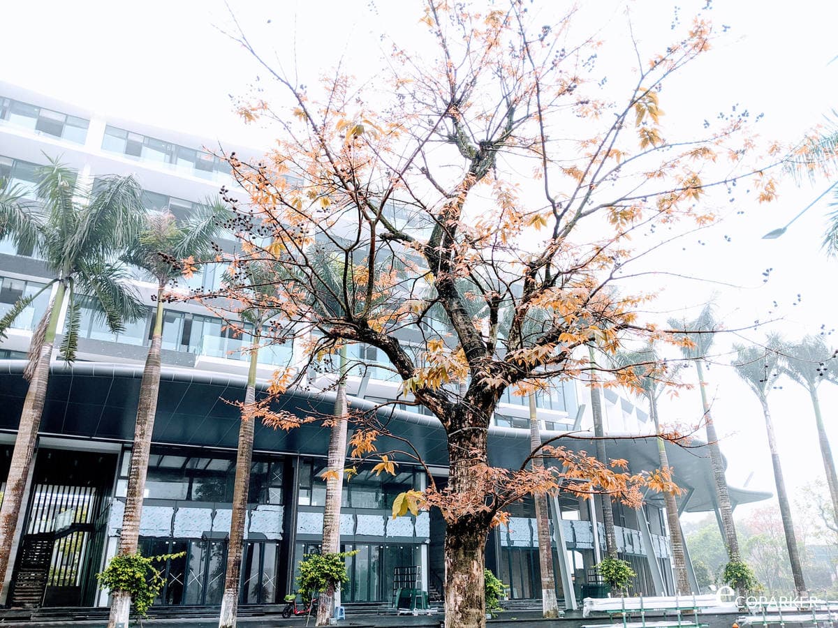 Ngày Tết Covid 2020 ở Ecopark